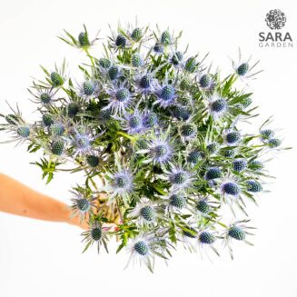 Eryngium Blue Lagoon