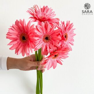 Gerbera Daisy Pink