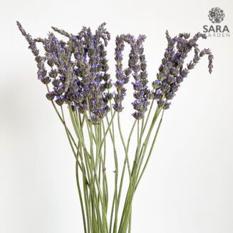 Lavender Premium