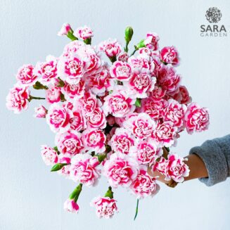 Mini Carnation Bicolor