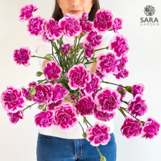 Mini Carnation Bicolor