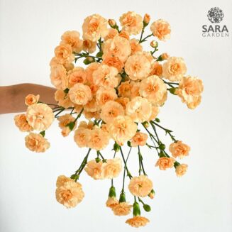 Mini Carnation Peach