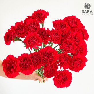 Mini Carnation Red