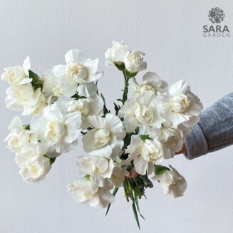 Mini Carnation White