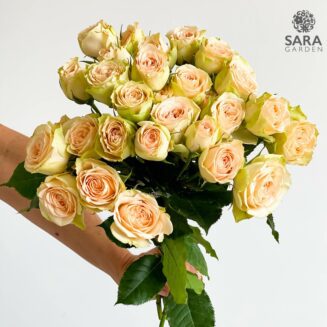 Brilliant Stars Apricot