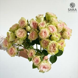 Brilliant Stars Green Pink