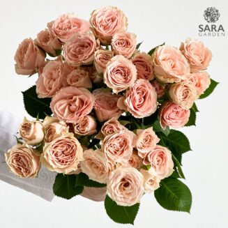 Brilliant Stars Light Pink