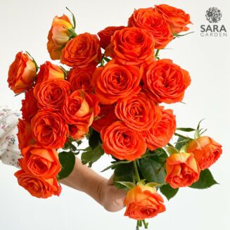 Brilliant Stars Orange