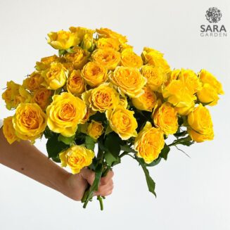 Brilliant Stars Yellow