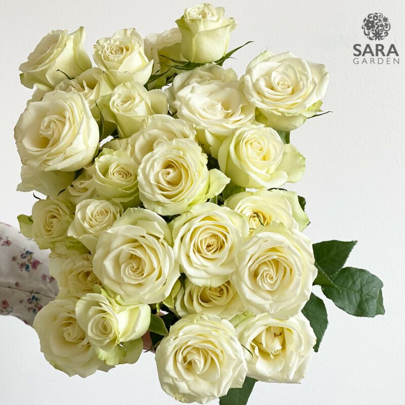 Elegance Rosever – Sara Garden