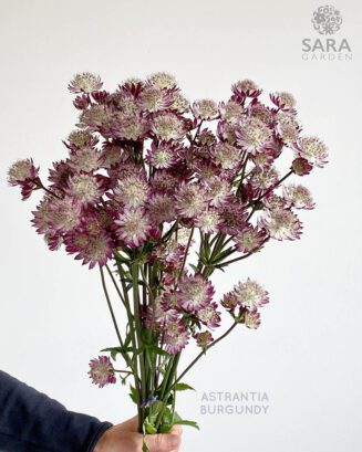 Astrantia Burgundy