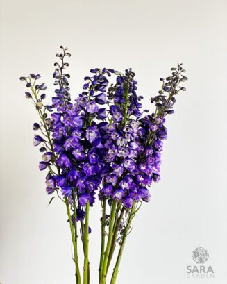 Delphinium Purple King Arthur