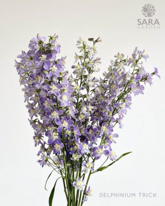 Delphinium Trick Lavender