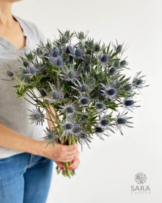 Eryngium - Blue Thistle