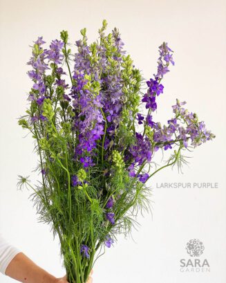 Larkspur Purple
