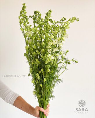 Larkspur White