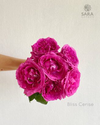 Bliss Cerise
