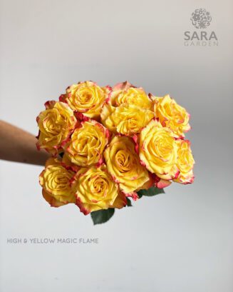 High & Yellow Magic Flame