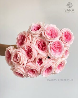 Mayra's Bridal Pink