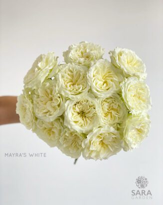 Mayra's White