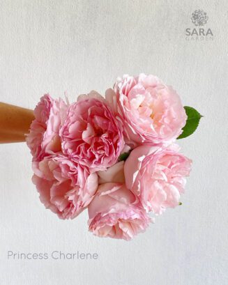 Princess Charlene de Monaco