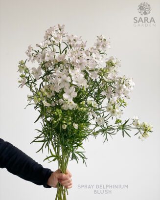Spray Delphinium Blush
