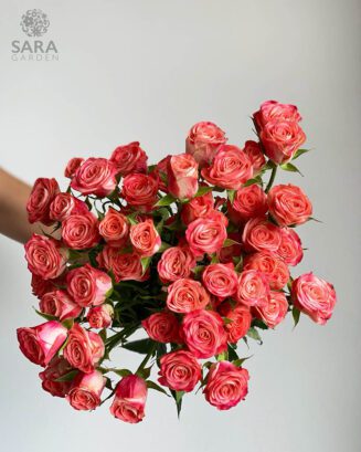 Brilliant Stars Pink Cream