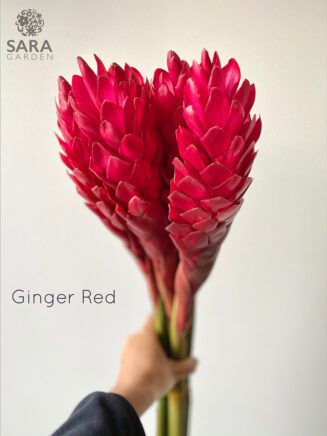 Ginger Red