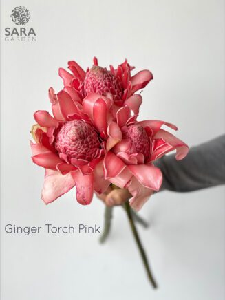 Ginger Torch Pink