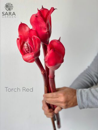 Ginger Torch Red