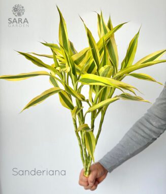 Sanderiana